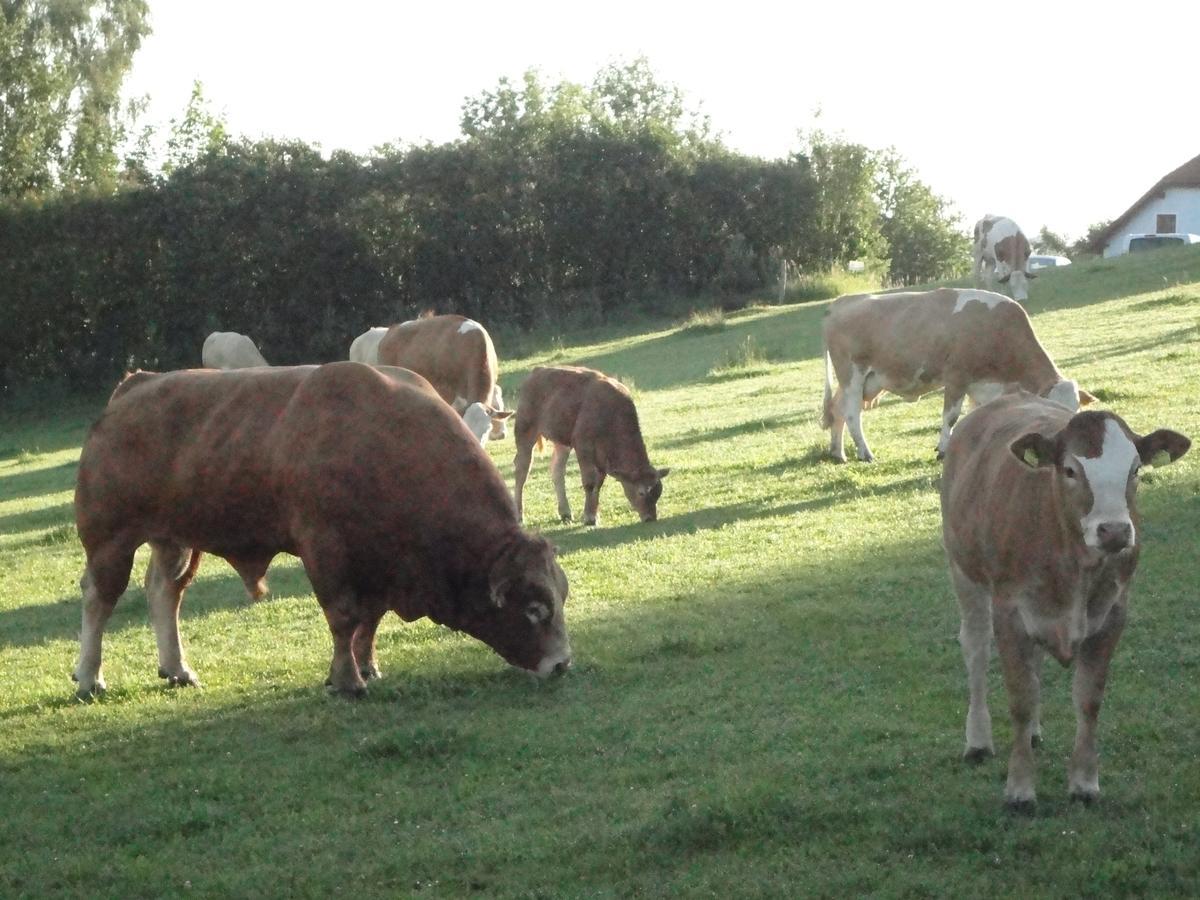 Ferienhof Stanzl Rappottenstein Exteriör bild