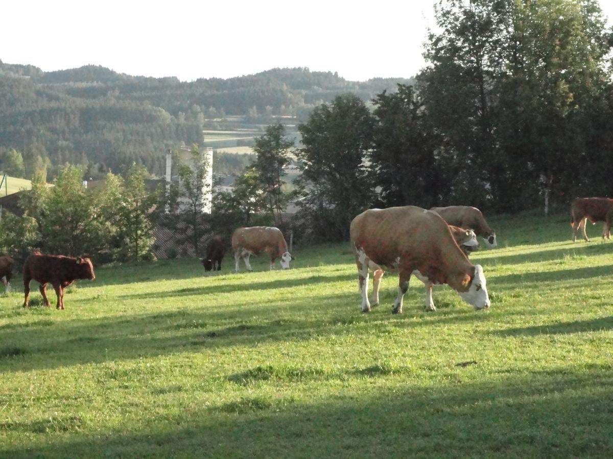 Ferienhof Stanzl Rappottenstein Exteriör bild